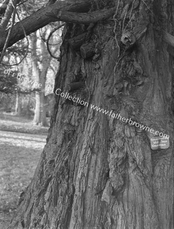 ROOSTS OF TREE-CREEPER